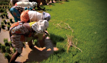 有機農業が拓く地平　― インド ティンバクトゥの挑戦