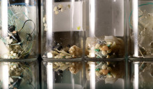 海中から採種された多彩なマイクロプラスチック